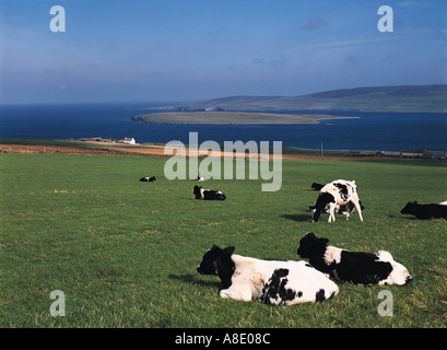dh Frisian latticini EVIE UK un allevamento di mucche scozzesi Pascolo in campo vacche Scozia sedersi su erba Eynhallow I campi verdi del cielo sono azzurri Foto Stock