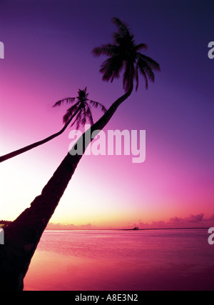 Palm tree silhouette sulla spiaggia, Maldive Foto Stock