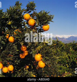 Agricoltura - arance navel sull'albero con le cime della Sierra Nevada in background / Exeter ,California, Stati Uniti d'America. Foto Stock