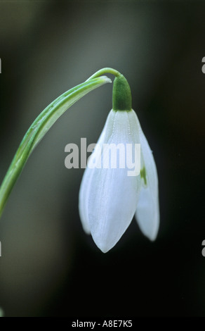 Bucaneve Galanthus nivalis Foto Stock