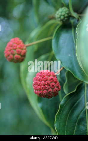 Corbezzolo ,Arbutus Manzanita Foto Stock