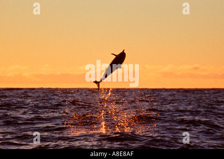 Spinner dolphin jumping tramonto Stenella longirostris Big Island delle Hawaii Foto Stock