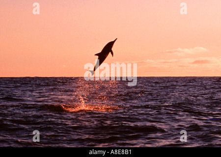 Spinner dolphin jumping tramonto Stenella longirostris Big Island delle Hawaii Foto Stock