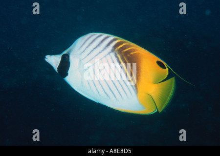 Threadfin butterflyfish Chaetodon auriga Makaha Oahu Hawaii N Pacific Foto Stock