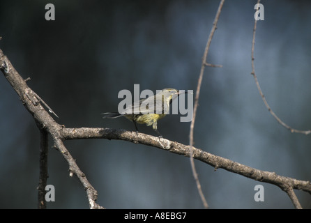 Bella Sunbird Cinnyris pulchella Kenya maschio Foto Stock