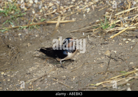 Swallow Hirundo rustica raccolta di materiale di nesting Foto Stock