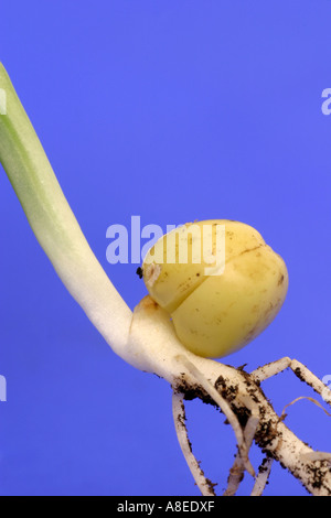 Germoglio di semi su sfondo blu Foto Stock