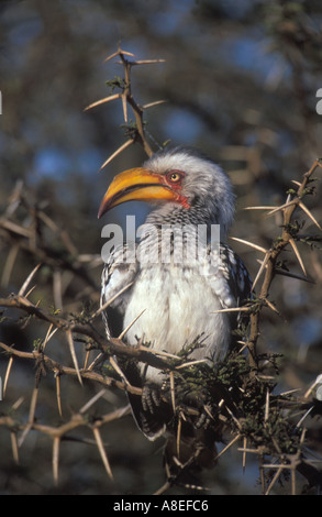 Southern Yellow fatturati Hornbill Tockus leucomelas in Acacia Sud Africa Foto Stock