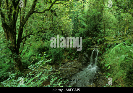 Foresta di felci in del monaco regione del cruscotto del Drakensberg, Sud Africa Foto Stock