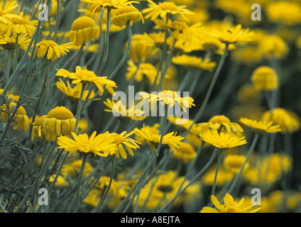 Giallo (Camomilla Anthemis tinctoria) nel Regno Unito Foto Stock