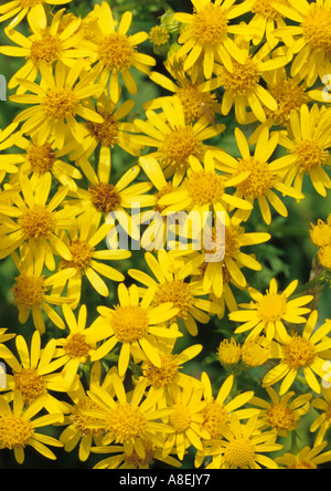 Oxford erba tossica (Senecio squalidus) nel Regno Unito Foto Stock