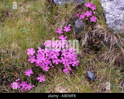 Rosa alpina Dianthus Alpinus in fiore dei Carpazi della Romania Foto Stock