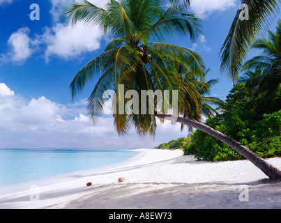 Isole delle Maldive oceano Indiano Baa atollo di palme da cocco, spiaggia Foto Stock