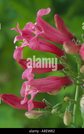 Penstemon barbatus var. praecox. Foto Stock