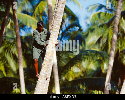 Pianta tropicale vita crescente nelle Maldive giardiniere palm Foto Stock