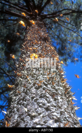 Farfalle monarca che copre il tronco di un albero di oyamel in El Rosario butterfly sanctaury vicino a Angangueo, Michoacan, Messico. Foto Stock