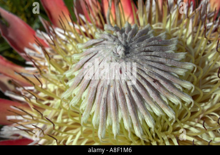 Un re protea. Foto Stock