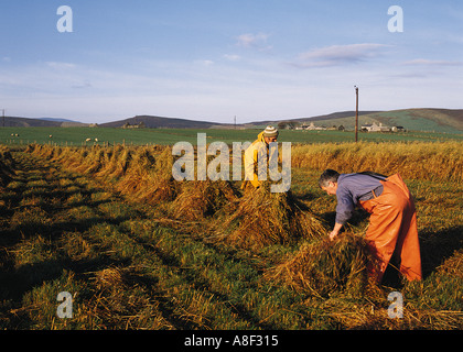 dh Hay accatastamento di covoni RACCOLTA Regno Unito lavoratori agricoli tradizionali Orkney in scozia contadino campo raccolto stack contadini contadini gente rurale scozzese Foto Stock