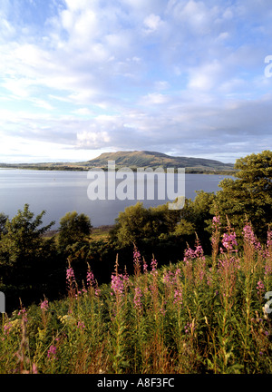 dh Bishop Hill LOCH LEVEN KINROSS Riserva Naturale fife scozia uk bella primavera fiori selvatici Foto Stock