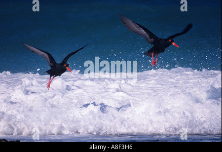 Una coppia di neri africani oystercatchers volare sopra le onde che si infrangono sulla South African beach. Foto Stock