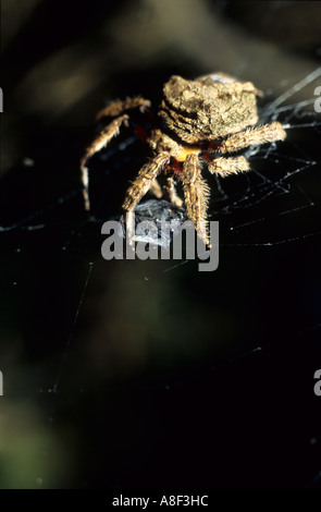 Una corteccia spider avvolge la sua preda catturati nella sua web. Foto Stock