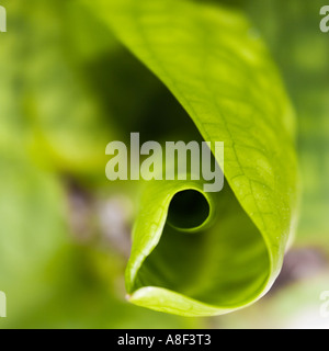 Foglia di Lysichiton camtschatcensis Foto Stock