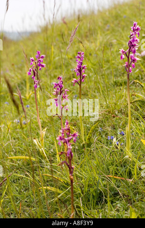Inizio orchidee viola Orchis mascula Foto Stock