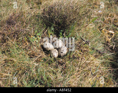 dh Oystercatcher WADERS UK Nest of Oyster catchers uova Orphir Orkney ematiopus ostralegus uccello Foto Stock