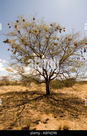 Tessitore mascherato nidi di uccelli Foto Stock