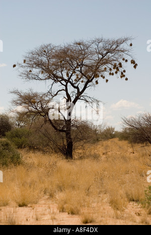 Tessitore mascherato nidi di uccelli Foto Stock