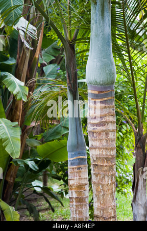 Tronco e foglie di mandrino o dado di maiale palm Hyophorbe verschaffeltii Foto Stock