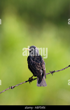 Starling Sturnus vulgaris appollaiato sul filo spinato cercando avviso con bello sfondo disinnescare potton bedfordshire Foto Stock