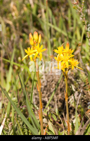 Bog Asphodel Narthecium ossifragum Foto Stock