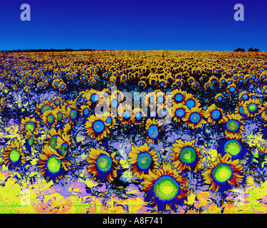 Un surreale campo di girasoli in piena fioritura Foto Stock