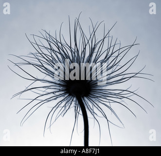 Testa di sementi di "Pasque Flower Pulsatilla Foto Stock