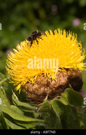 Centaurea macrocephala Foto Stock