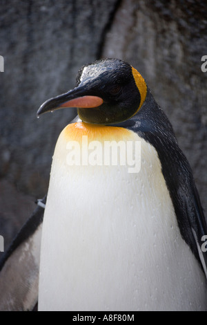 Re penguin Aptenodytes patagonicus Foto Stock