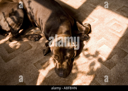 Il tedesco shorthaired puntatore cane dorme in sun. Canis lupus familiaris Foto Stock