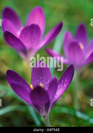 Crocus vernus tre fiori viola che cresce in prato di breve erba verde nella primavera focalizzata sull'acqua Foto Stock