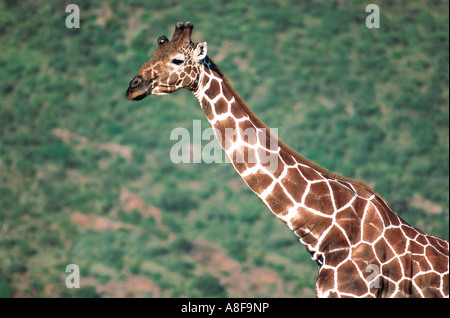 Giraffa reticolata Samburu Riserva nazionale del Kenya Foto Stock