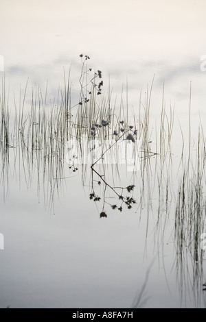 La riflessione in un lago La Janda Tarifa Cadiz Spagna Foto Stock