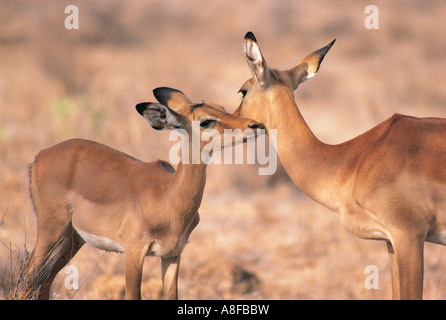 Giovane maschio Impala toelettatura il collo della femmina adulta Samburu Riserva nazionale del Kenya Foto Stock