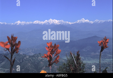 Distante Rolwaling Himal e canna indica Tagetes fiori di tagete in primo piano valle di Kathmandu in Nepal Foto Stock