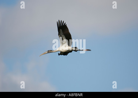 Arthur R Marshall National Wildlife Reserve Loxahatchee Florida USA legno Stork Mycteria americana in volo Foto Stock