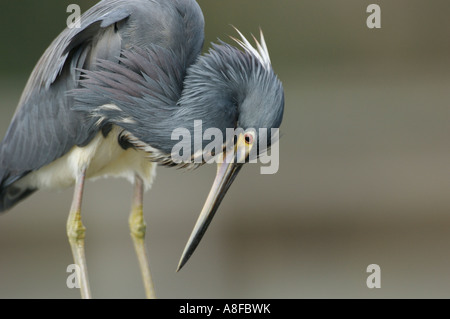 Airone tricolore Egretta tricolore Wakodahatchee Zone Umide Delray Beach Florida USA Foto Stock