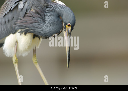 Airone tricolore Egretta tricolore Wakodahatchee Zone Umide Delray Beach Florida USA Foto Stock