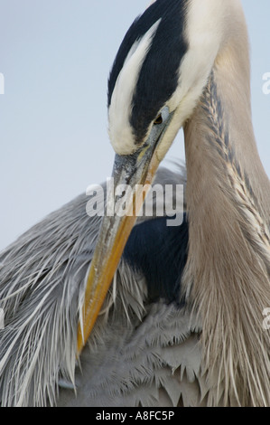 Airone blu Ardea herodius Wakodahatchee Zone Umide Delray Beach Florida USA Foto Stock