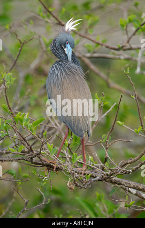 Airone tricolore Egretta tricolore Wakodahatchee Zone Umide Delray Beach Florida USA Foto Stock