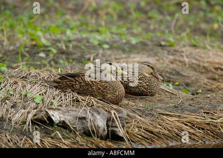 Chiazzato anatra (Anas fulvigula) coppia adagiata sulla riva Foto Stock