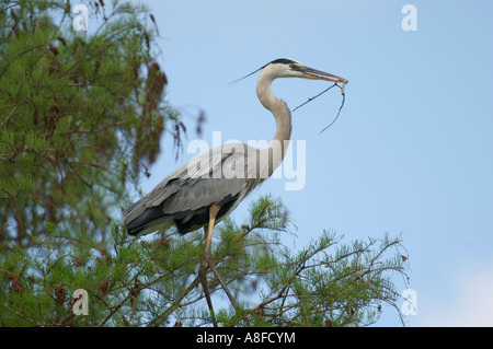 Airone blu (Ardea erodiade) portando un bastone al nesting mate Arthur R Marshall National Wildlife Reserve Florida Foto Stock